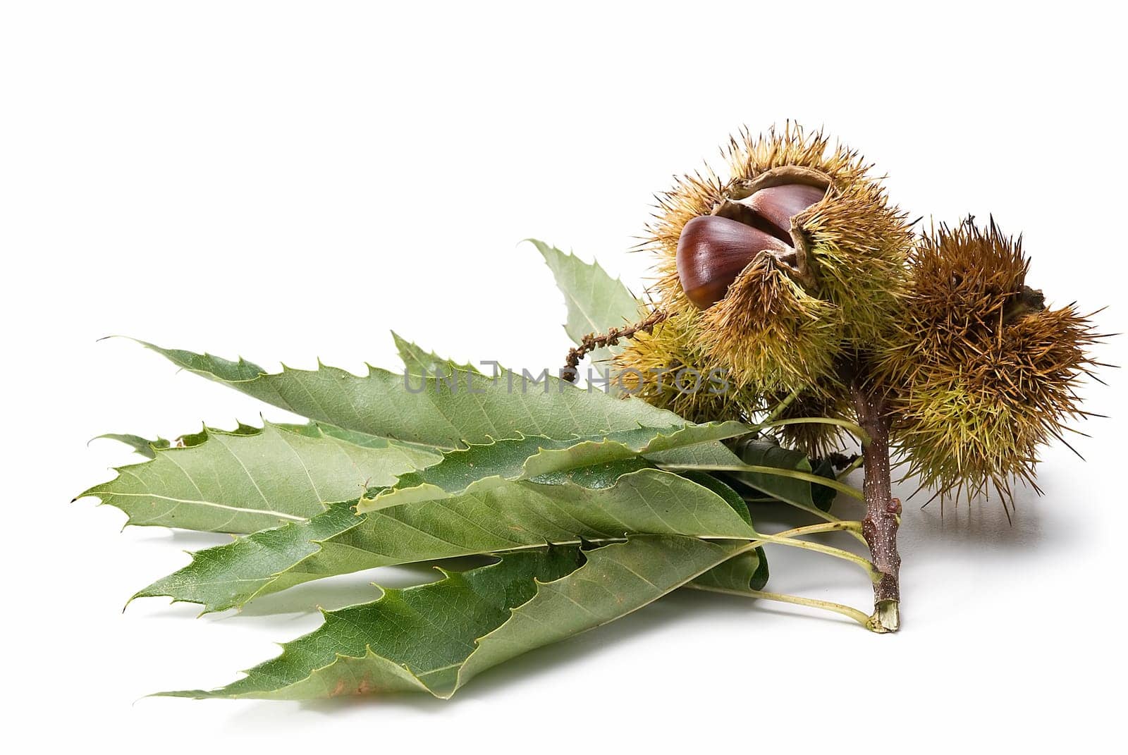 Some fresh chestnuts isolated over a white background.