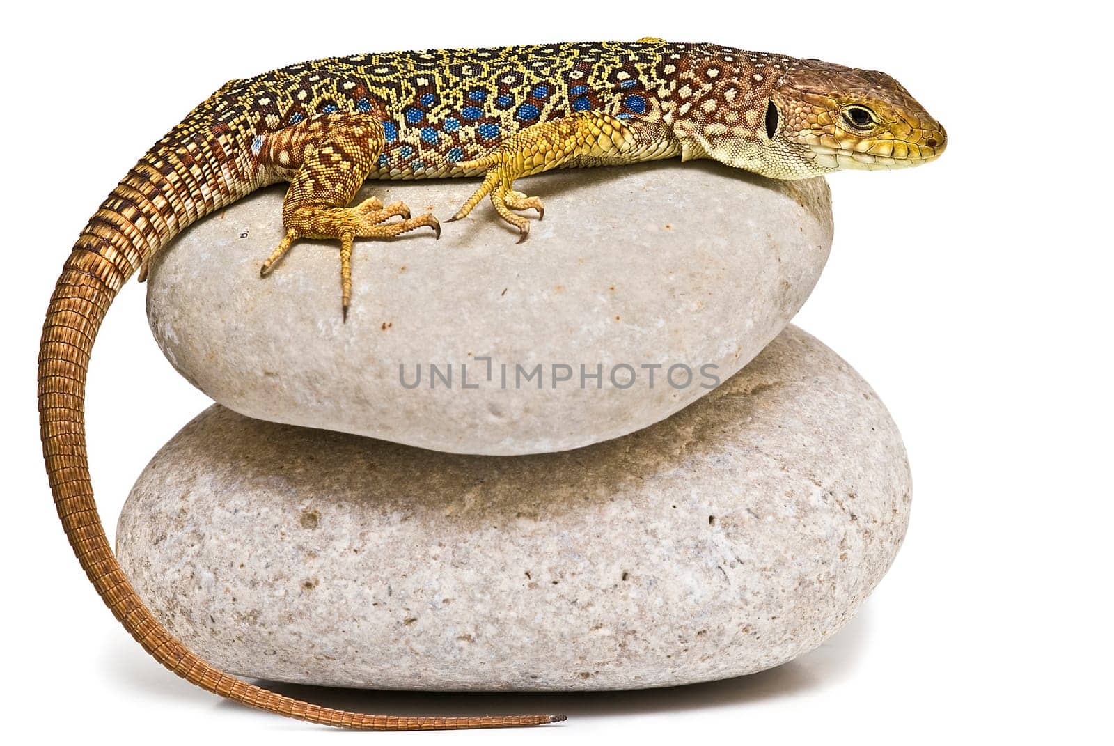 A colorful lizard on a stone isolated over a white background.