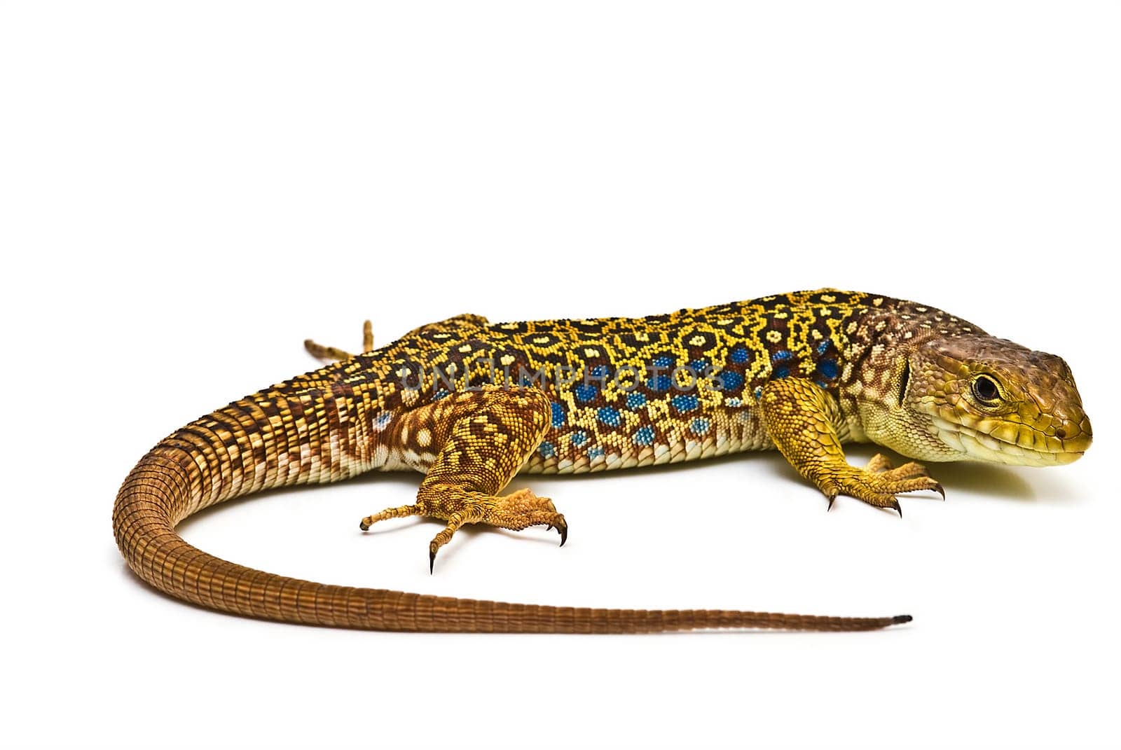 Colorful lizard isolated over a white background.