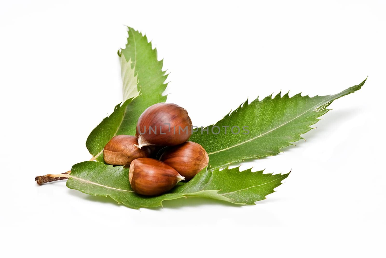 Some fresh chestnuts isolated over a white background.