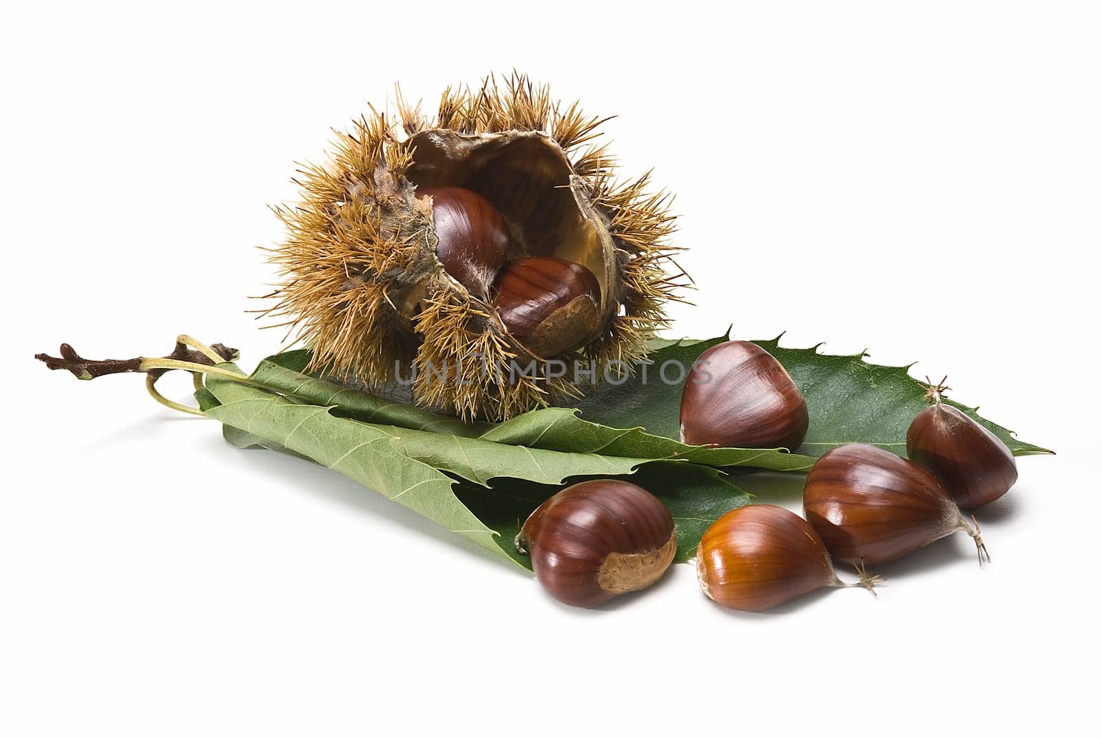 Some fresh chestnuts isolated over a white background.