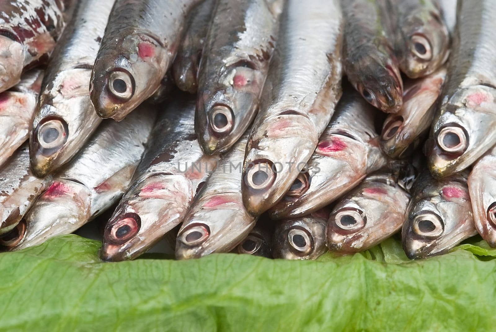 Pile of fresh anchovies from the North sea.