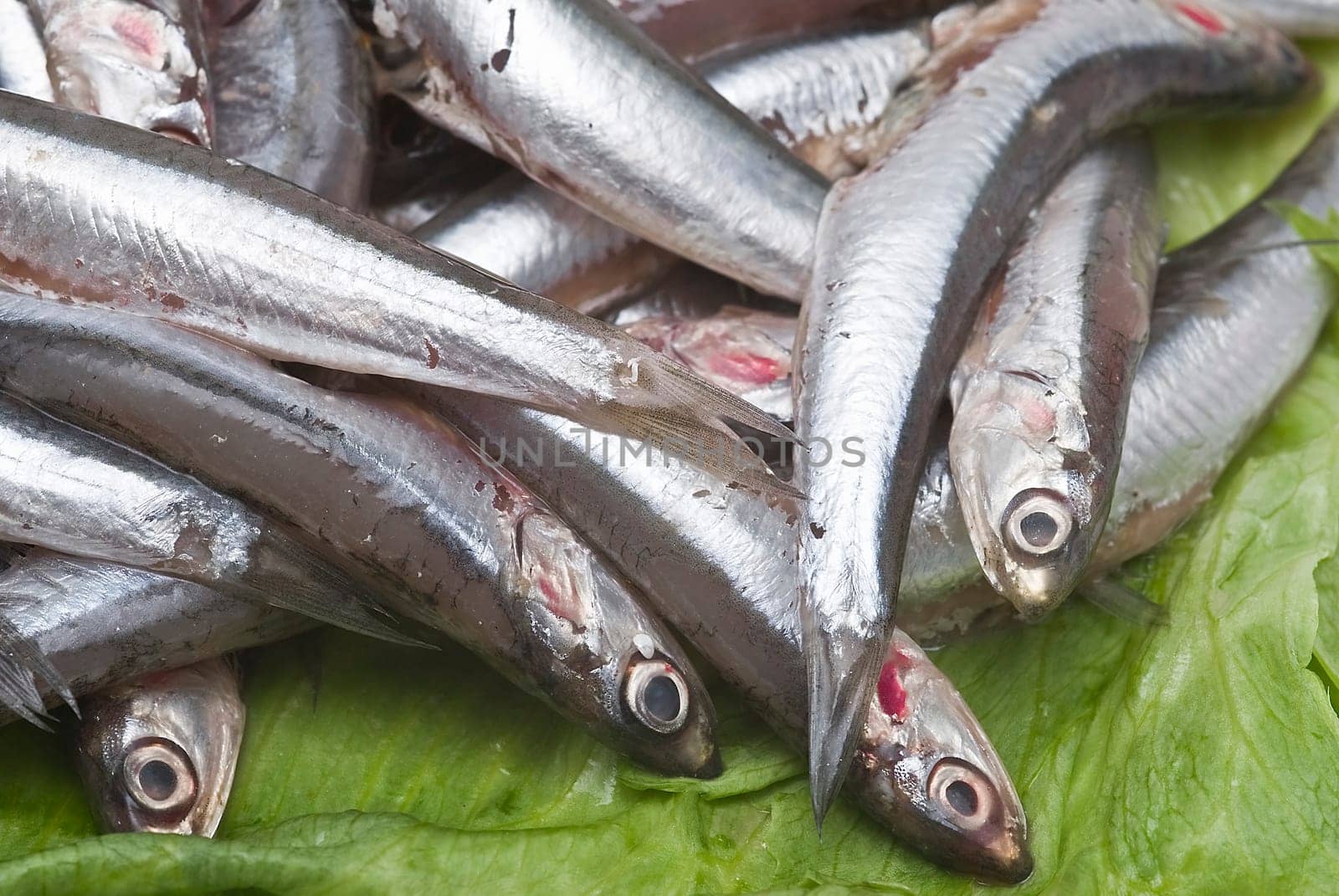 Pile of fresh anchovies from the North sea.