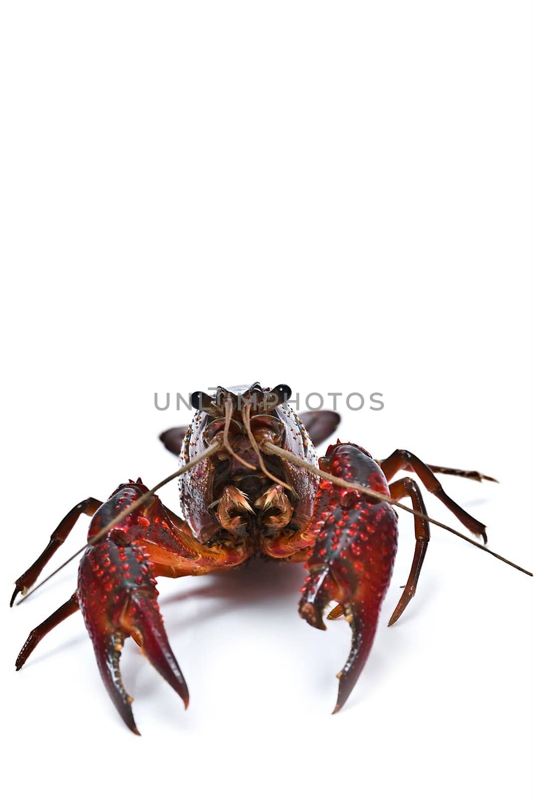 Fresh red American crayfish over a white background.