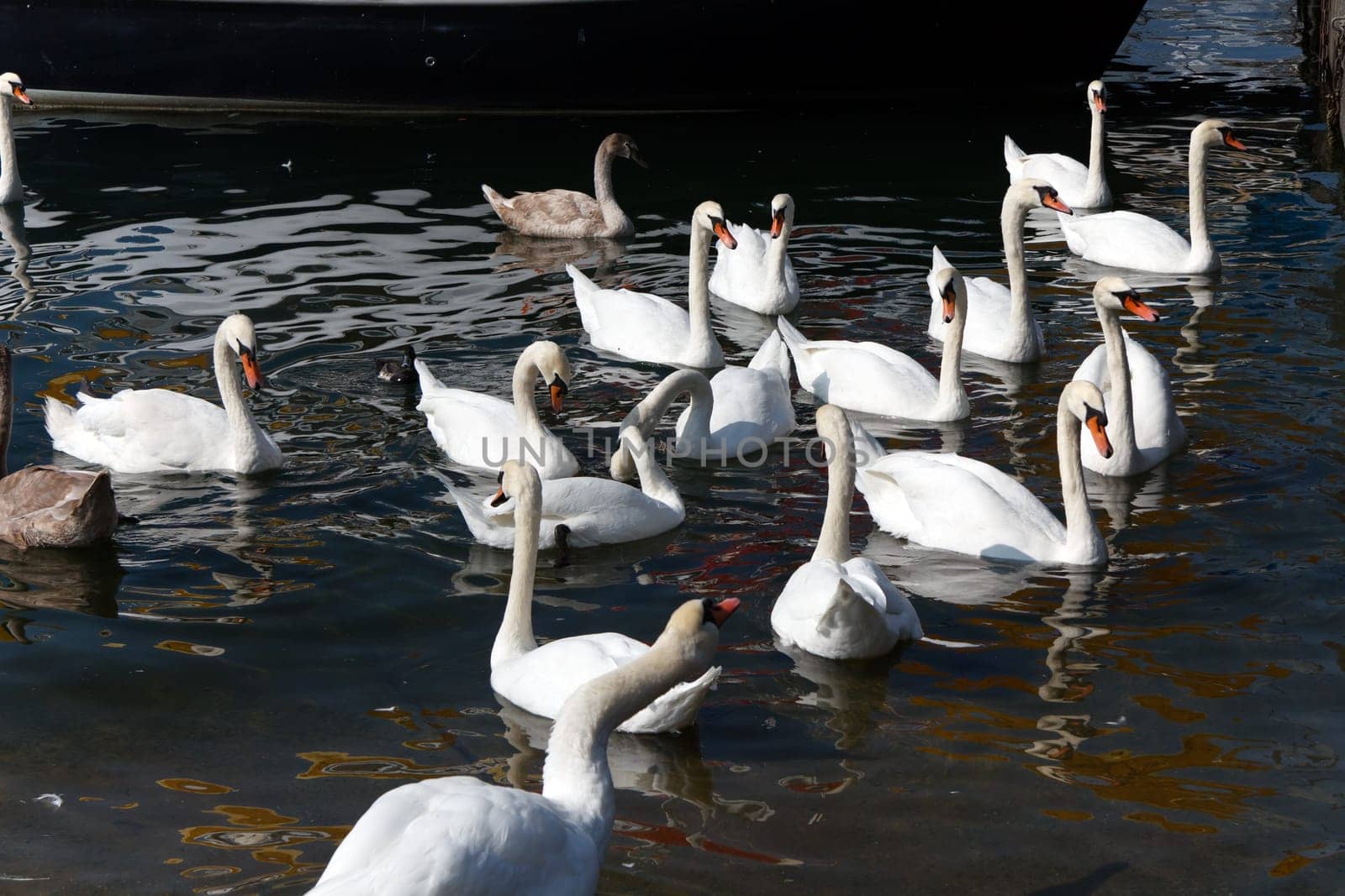 Swan by the lake