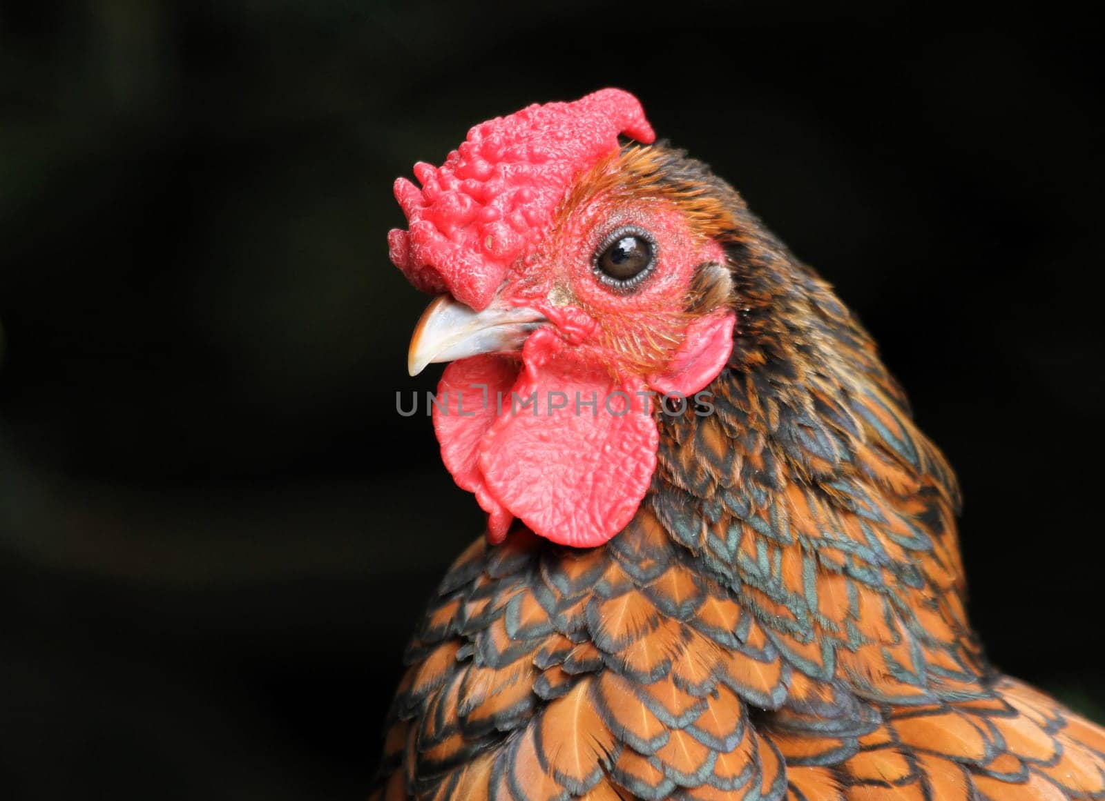 HahnPortrait