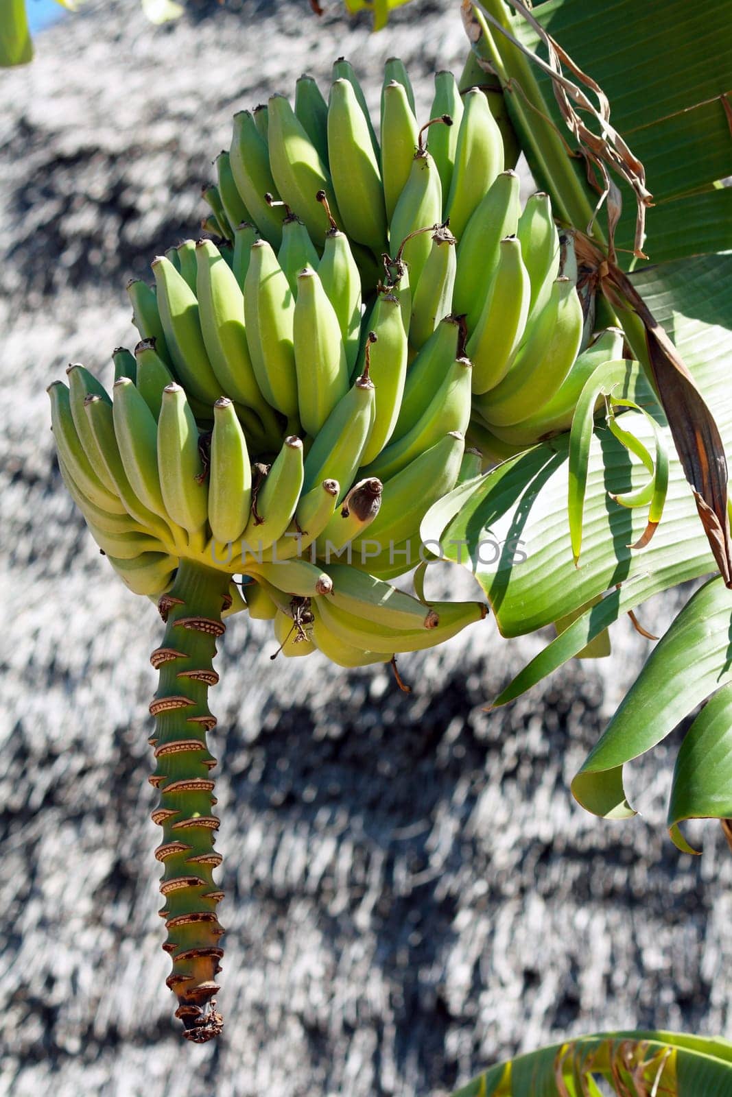 A bunch of bananas in Nungwi, Zanzibar