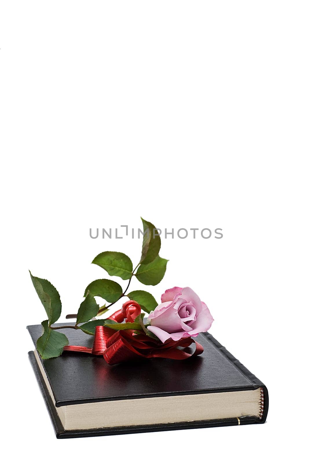 Pink rose on an old book over a white background.