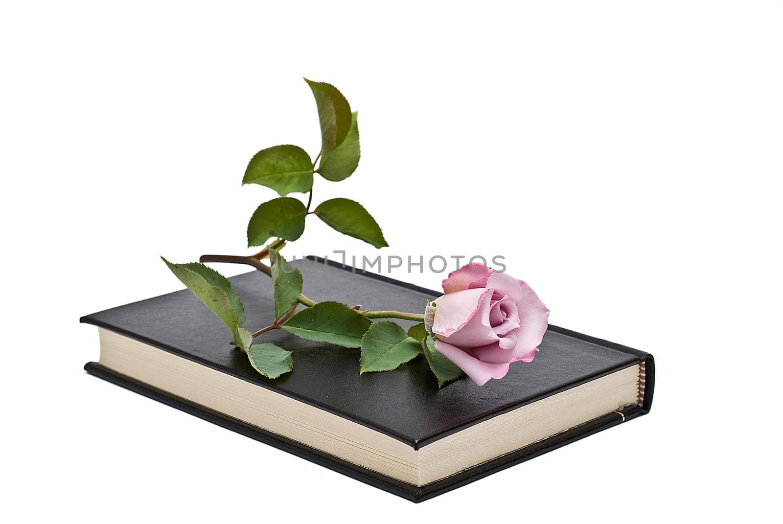 Pink rose on an old book over a white background.