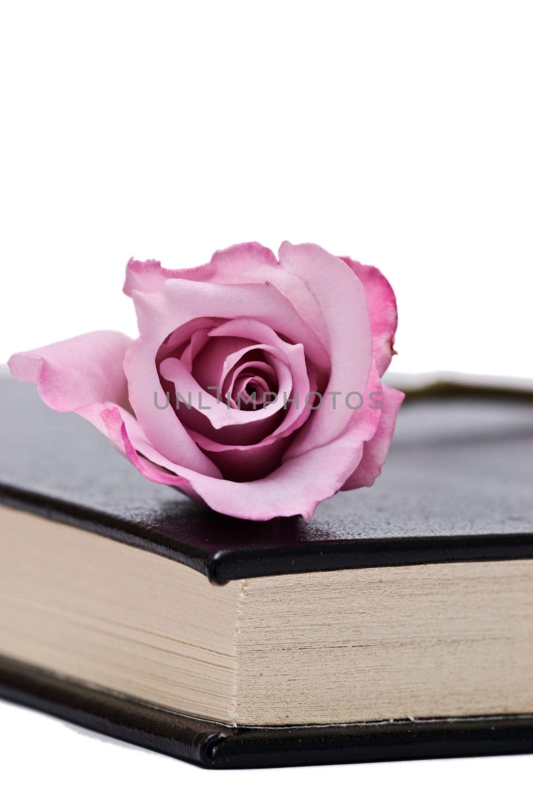 Pink rose on an old book over a white background.