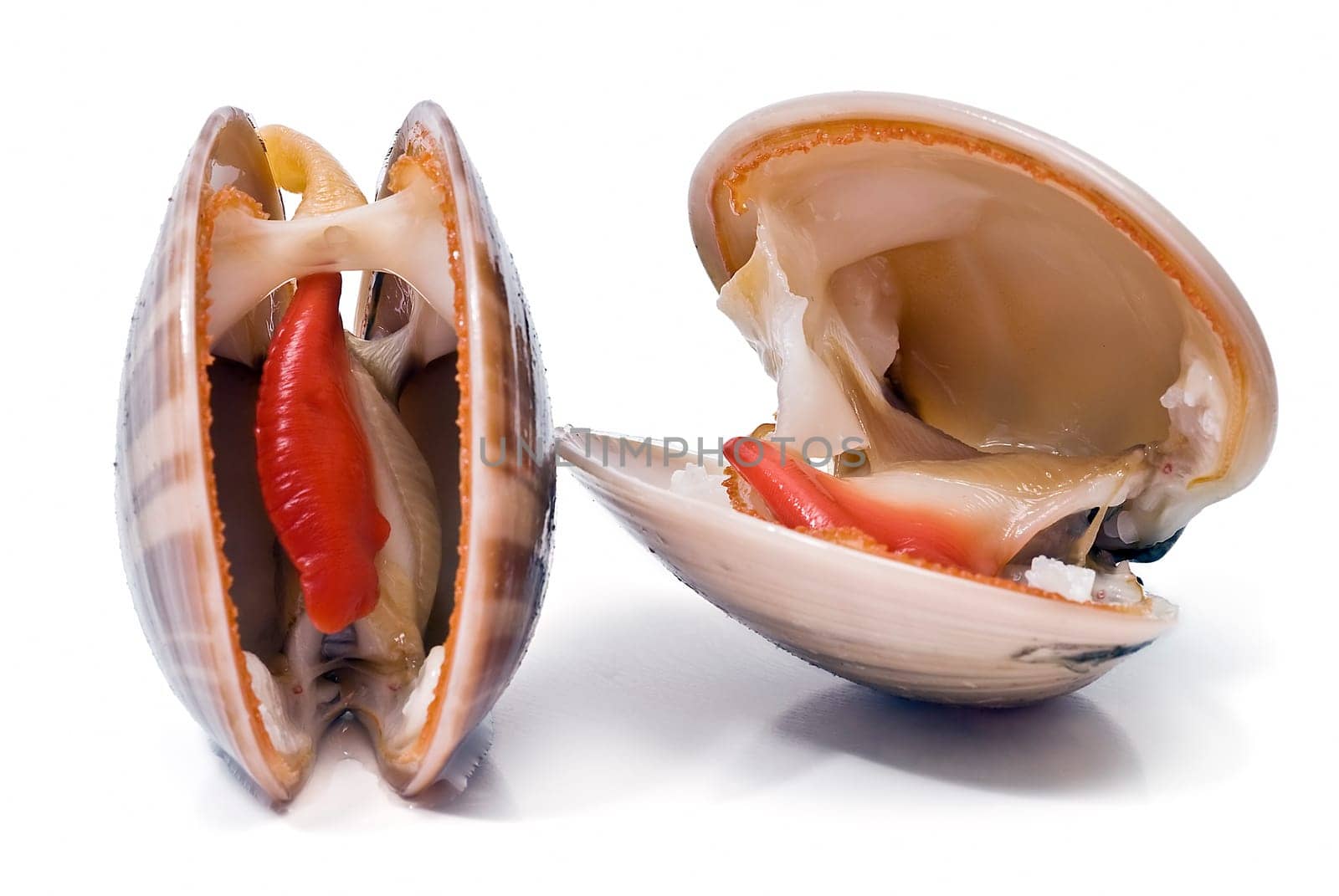 Fresh smooth clams isolated over a white background.