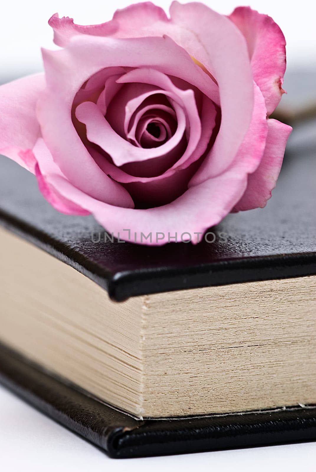 Pink rose on an old book over a white background.