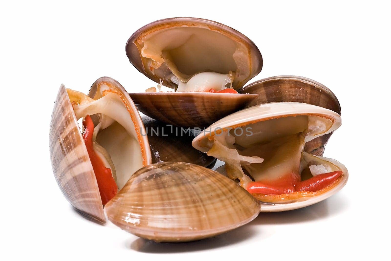 Fresh smooth clams isolated over a white background.