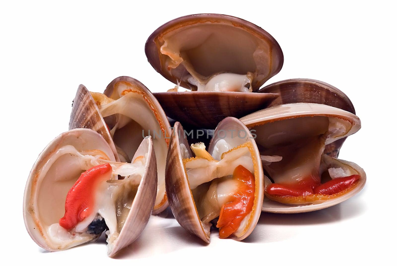 Fresh smooth clams isolated over a white background.