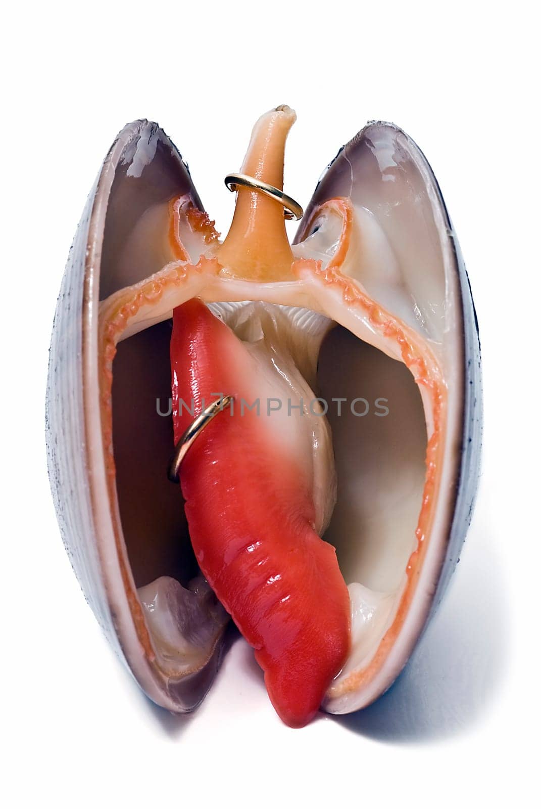 Smooth clam with an earring isolated over a white background.