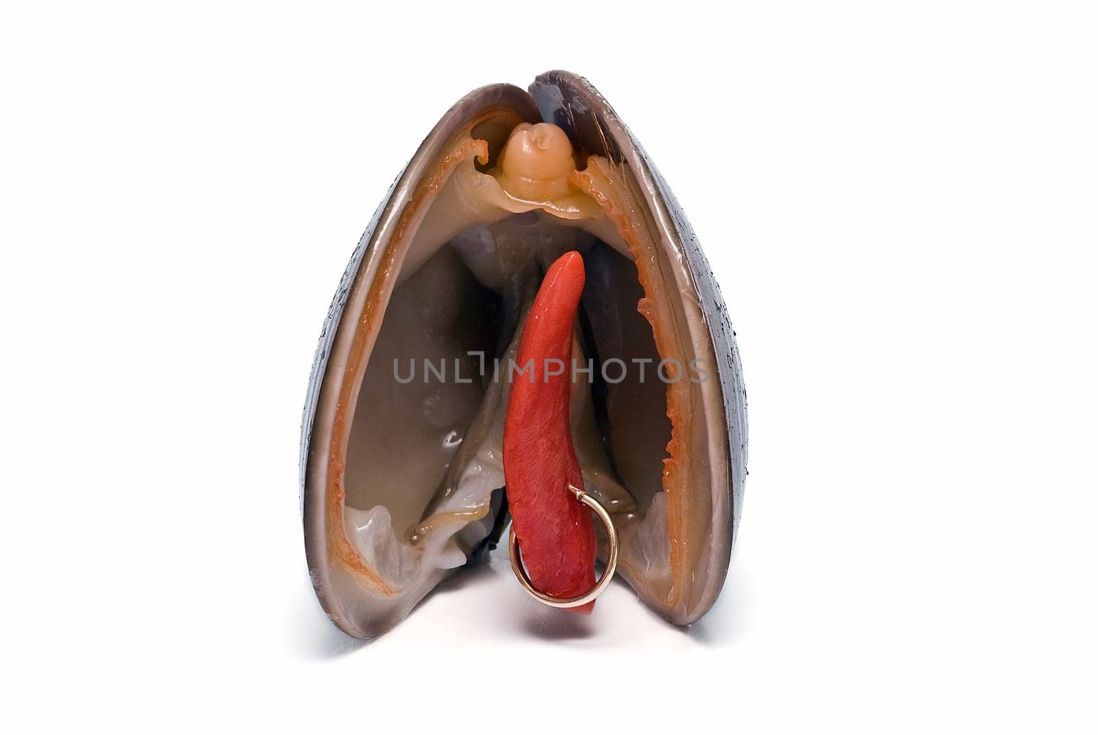 Smooth clam with an earring isolated over a white background.