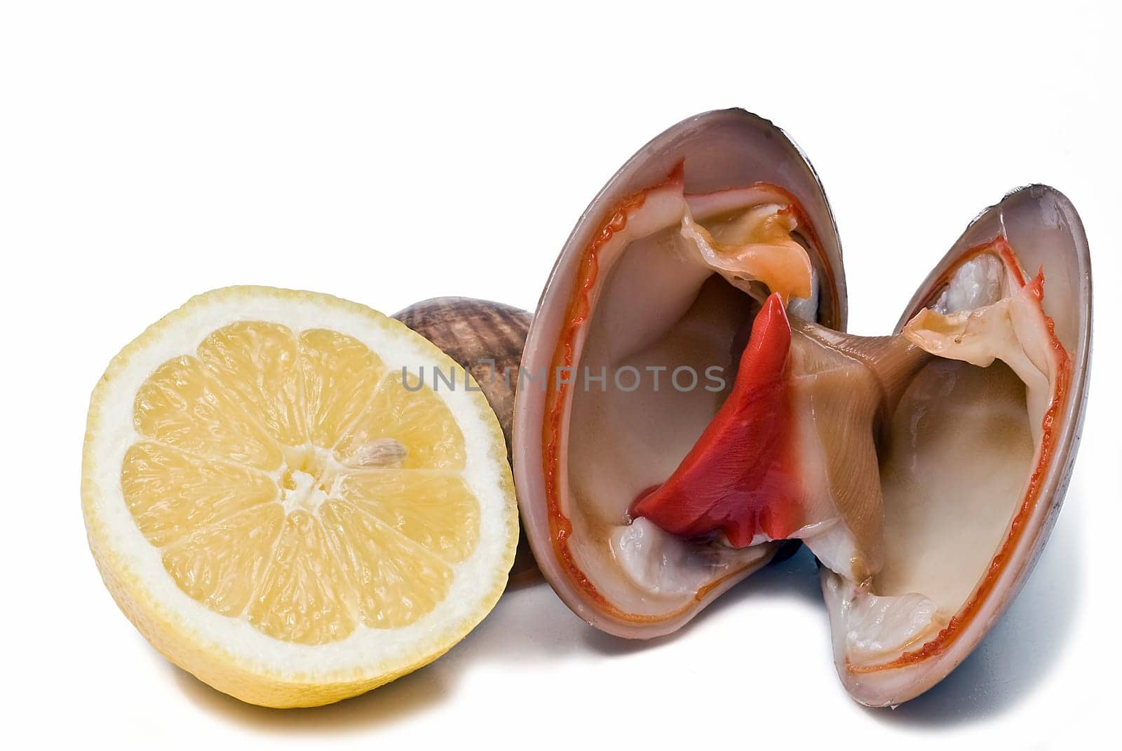 Fresh smooth clams isolated over a white background.