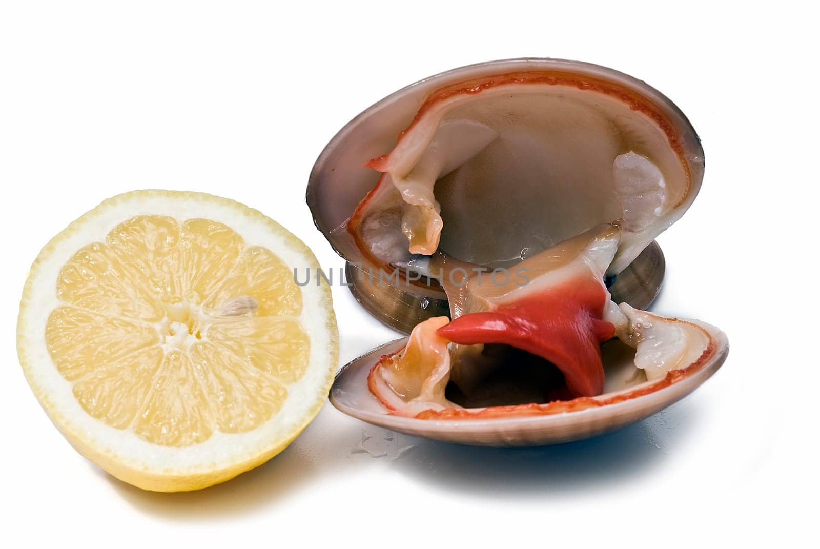mooth clam isolated over a white background.