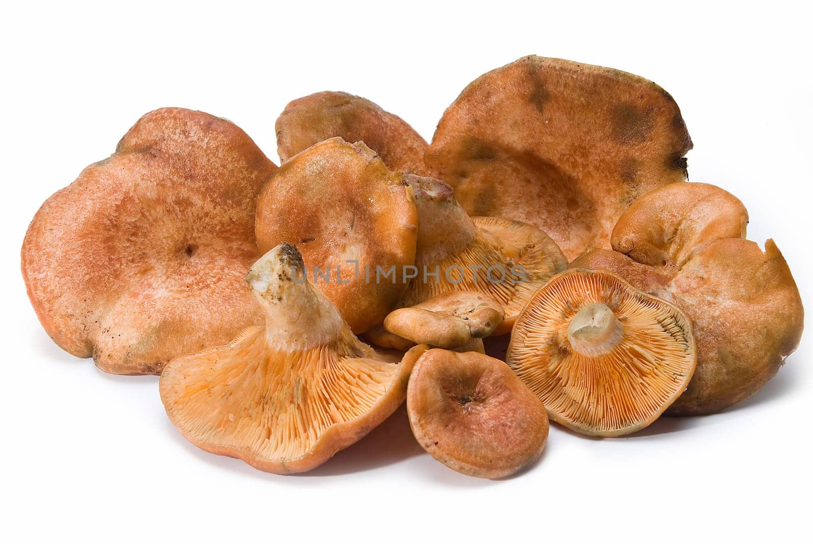 Fresh saffron milk caps over a white background.