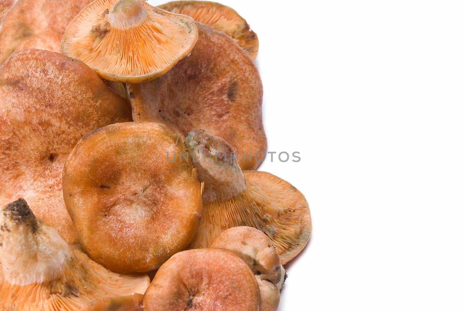 Fresh saffron milk caps over a white background.