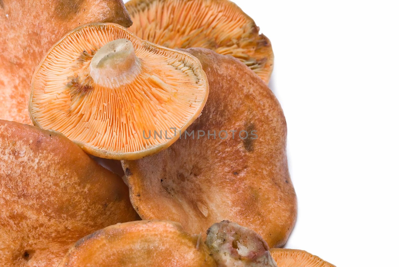 Fresh saffron milk caps over a white background.