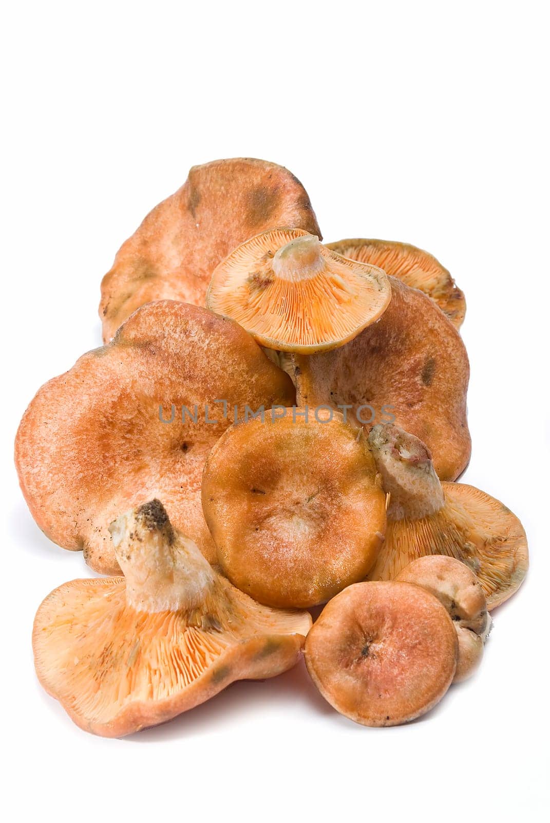 Fresh saffron milk caps over a white background.