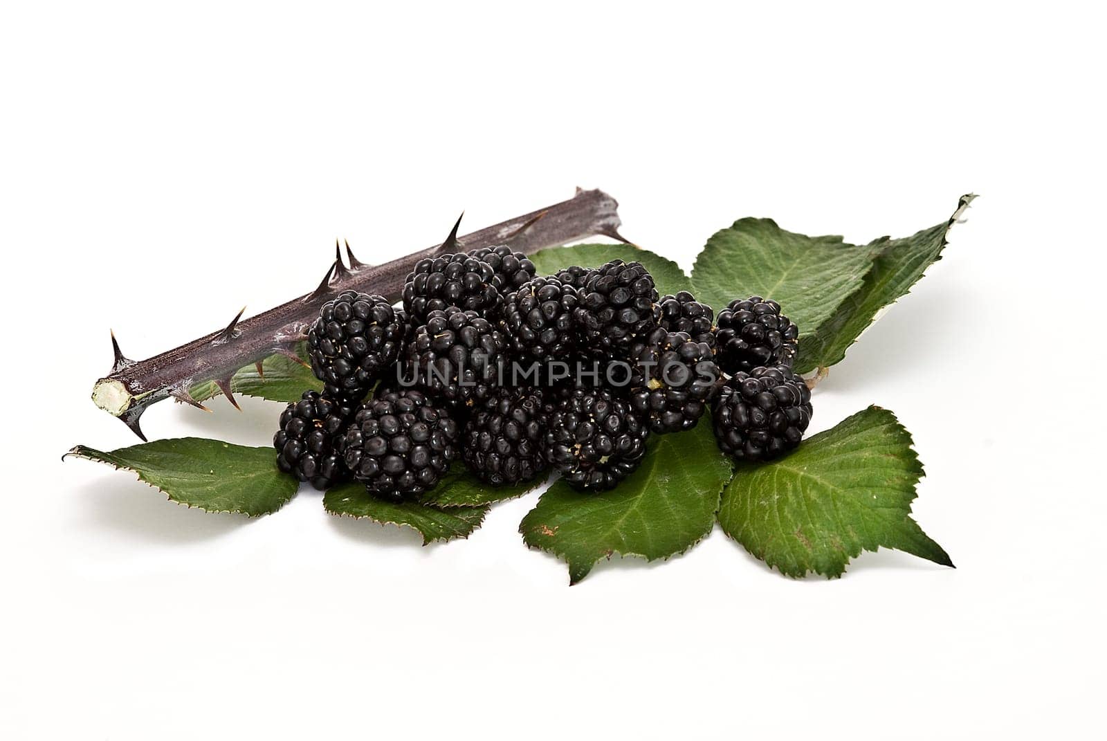 Blackberries isolated over a white background.