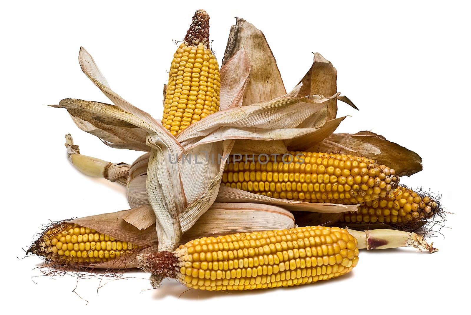 Still life about agriculture with dried corncobs.