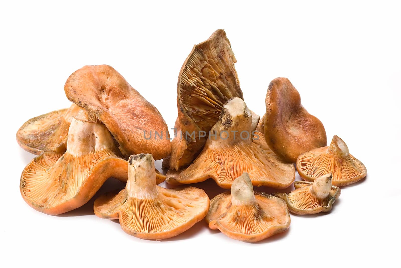 Fresh saffron milk caps over a white background.
