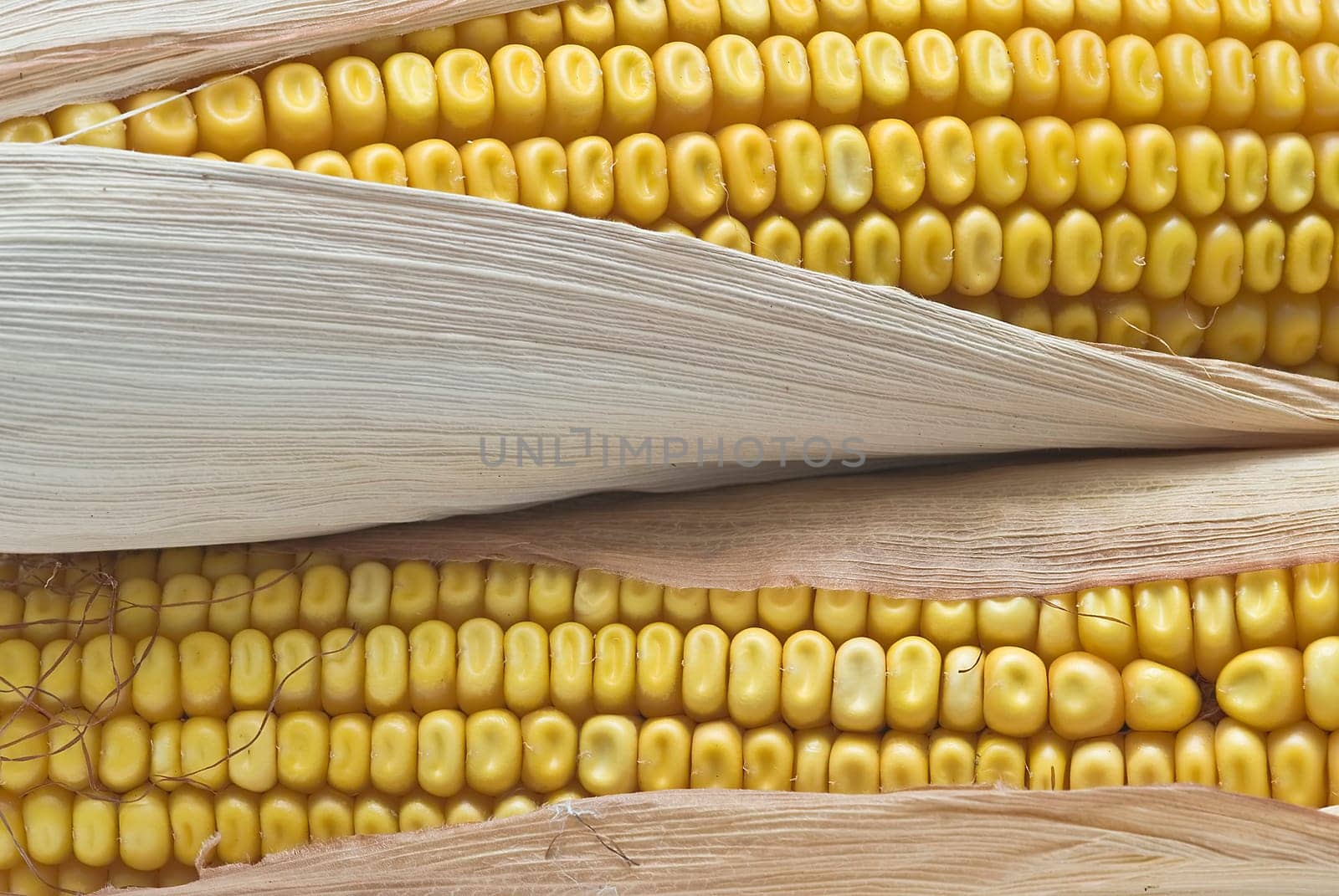 Still life about agriculture with dried corncobs.