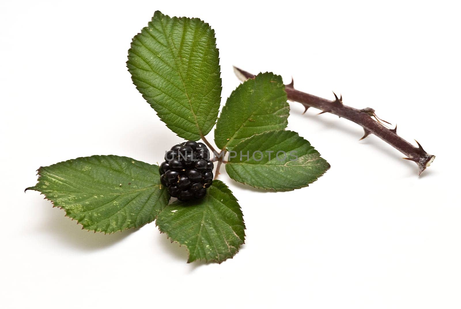 Blackberries isolated over a white background.