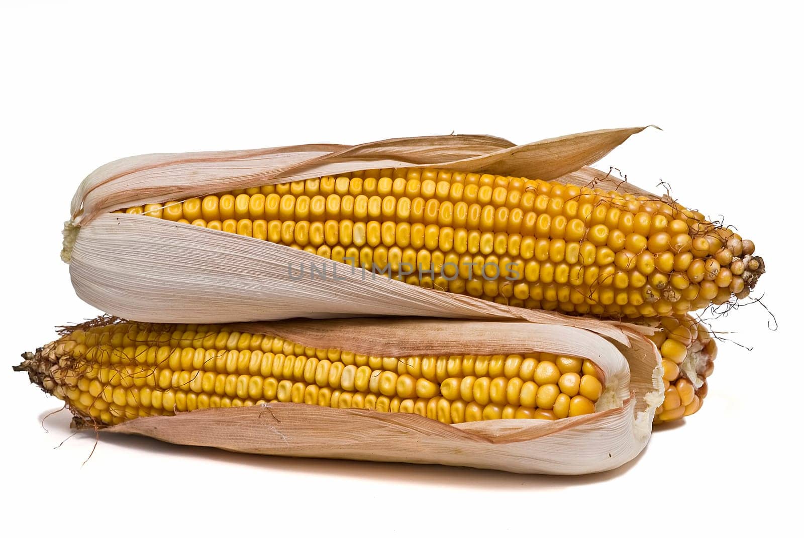Still life about agriculture with dried corncobs.