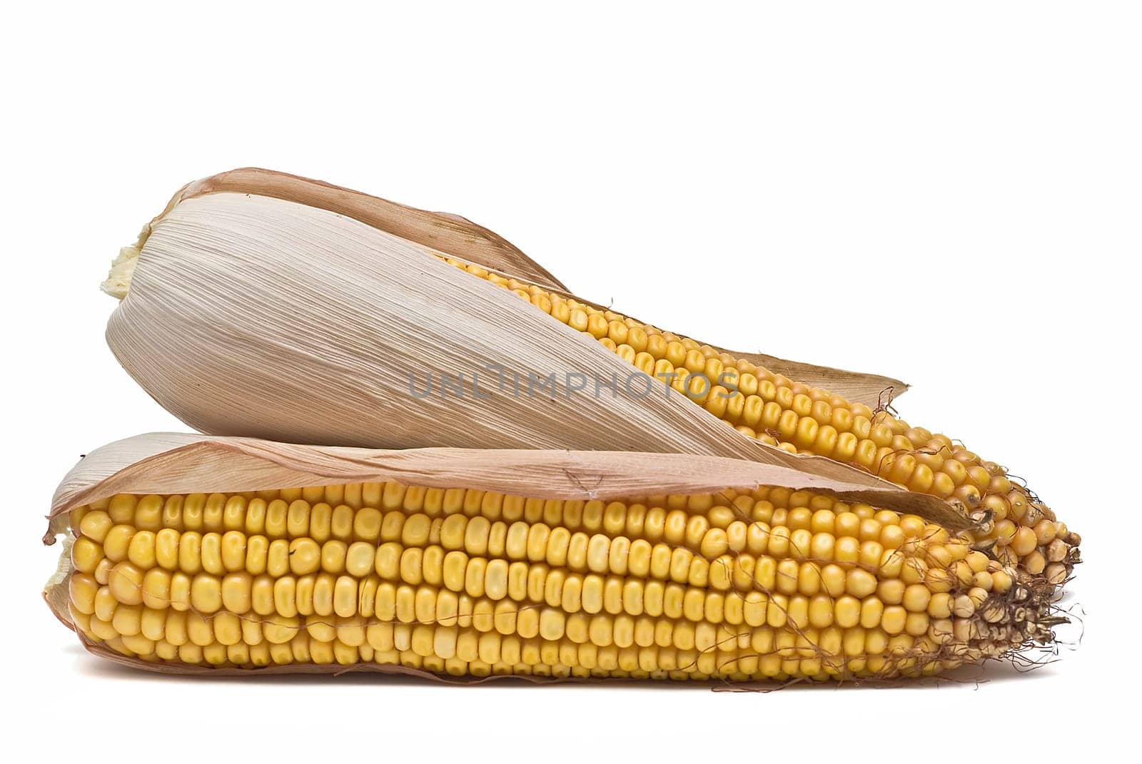 Still life about agriculture with dried corncobs.