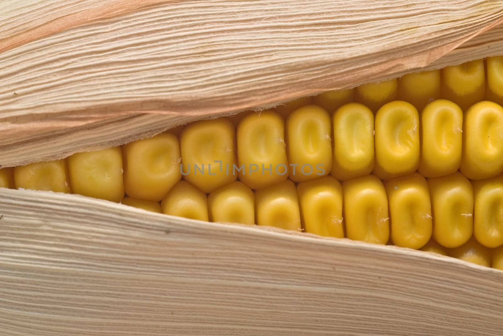 Still life about agriculture with dried corncobs.