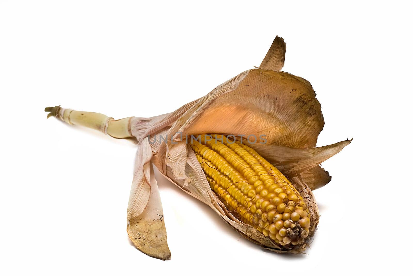 Still life about agriculture with dried corncobs.