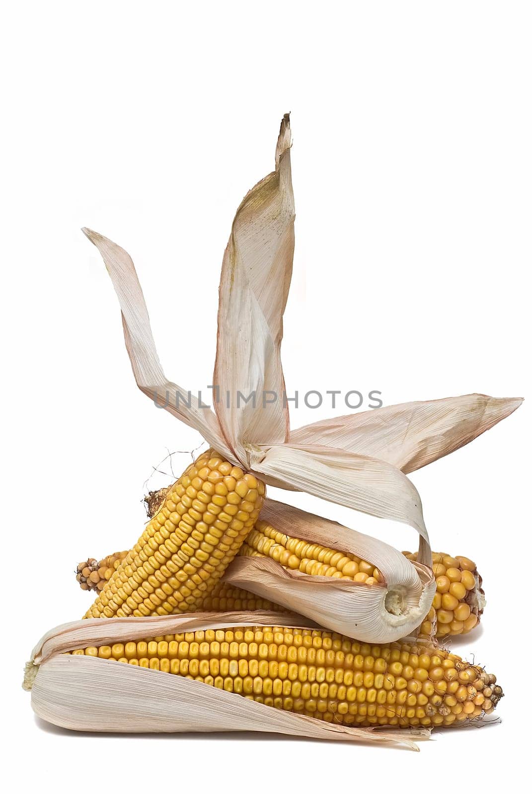 Still life about agriculture with dried corncobs.
