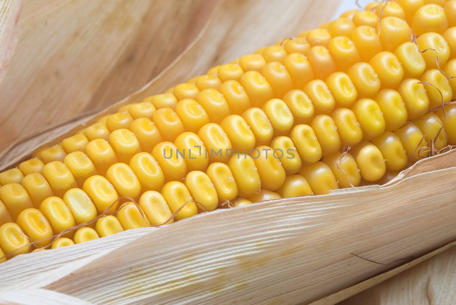 Still life about agriculture with dried corncobs.