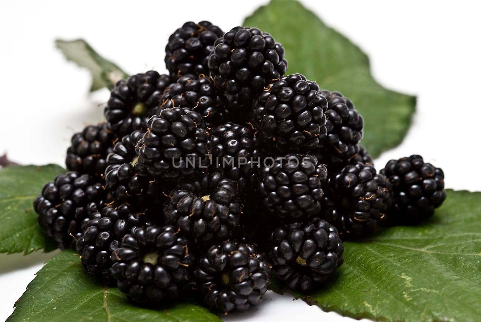 Blackberries isolated over a white background.