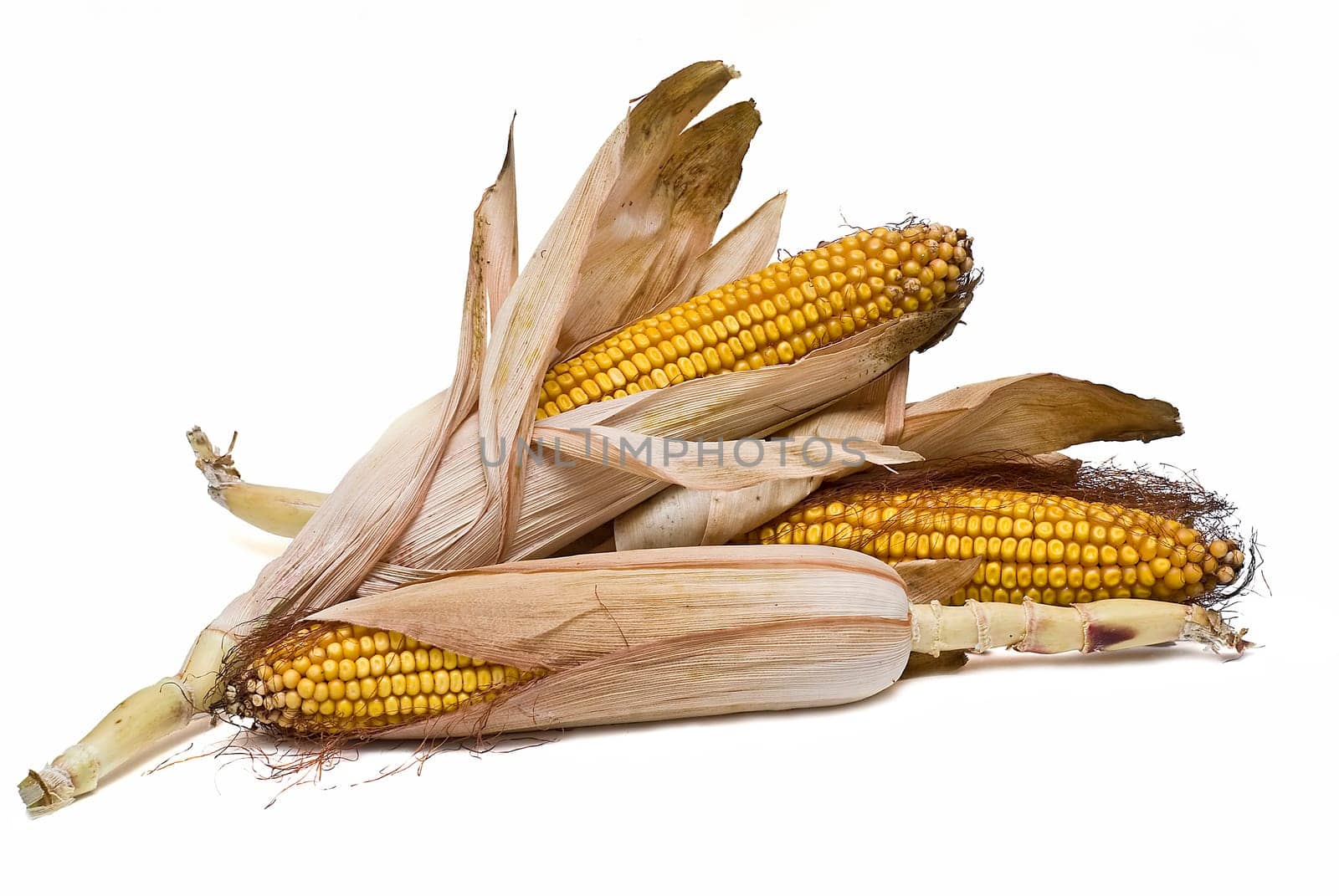 Still life about agriculture with dried corncobs.