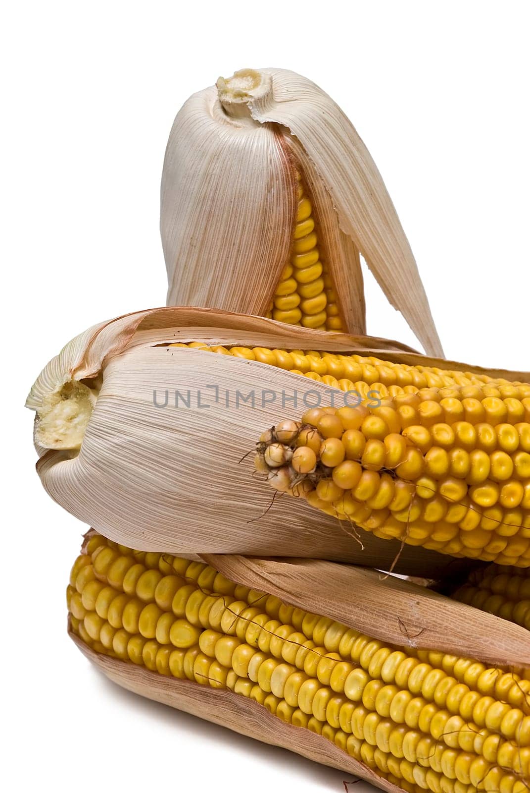 Still life about agriculture with dried corncobs.