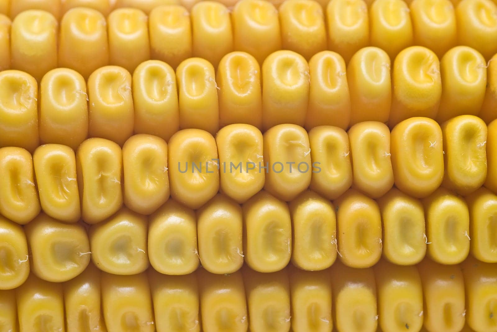 Still life about agriculture with dried corncobs.