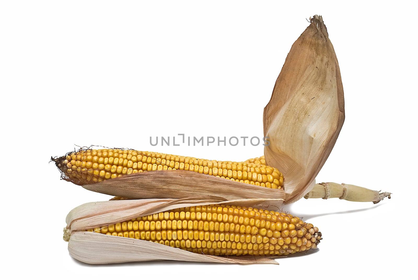Still life about agriculture with dried corncobs.