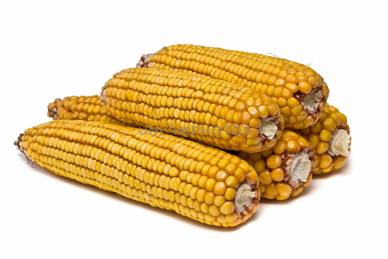 Still life about agriculture with dried corncobs.