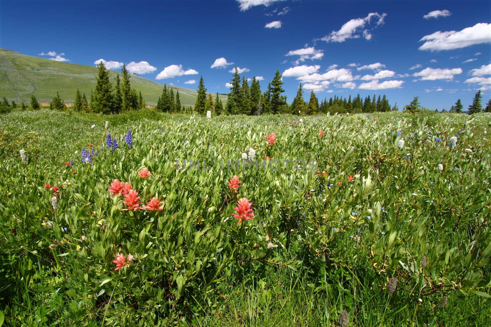 Beautiful wildflowers in the the Bighorn National Forest of Wyoming.