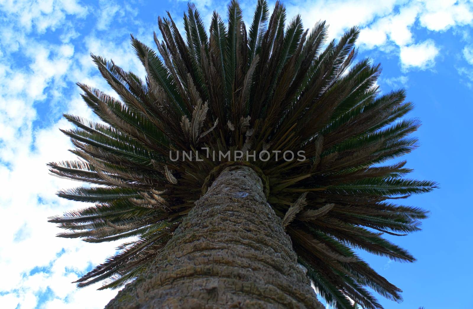 The Palm