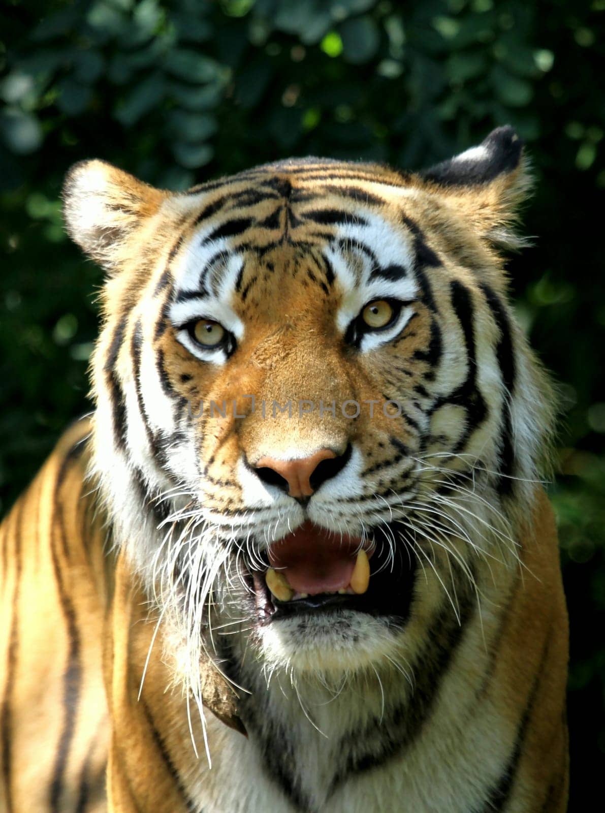 TigerPortrait