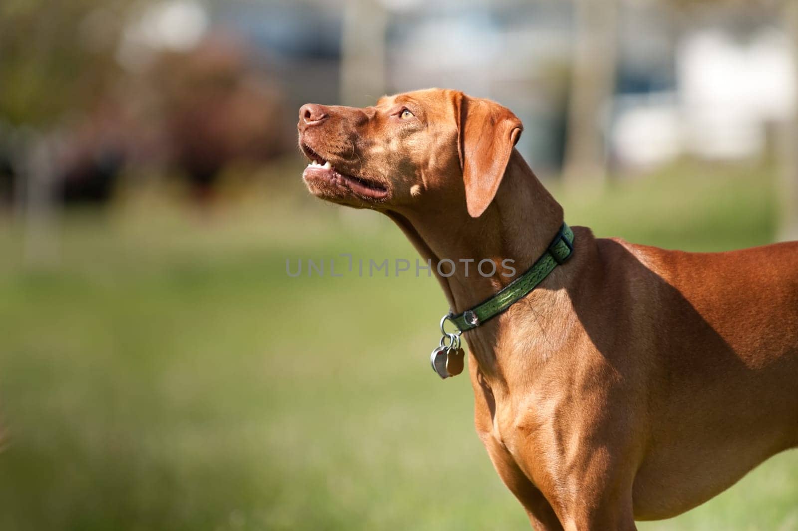 A Vizsla dog looks up to the sky with his mouth slightly open. He is wearing a green collar with several dog tags.