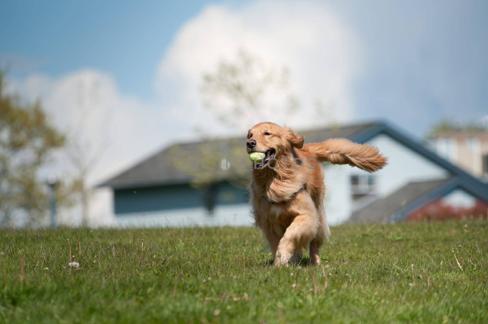 A golden retriever runs in a green grass field carrying a tennis ball in his mouth. Residential homes are out of focus in the background as is a cloudy sky. The moves towards the left of the frame.
