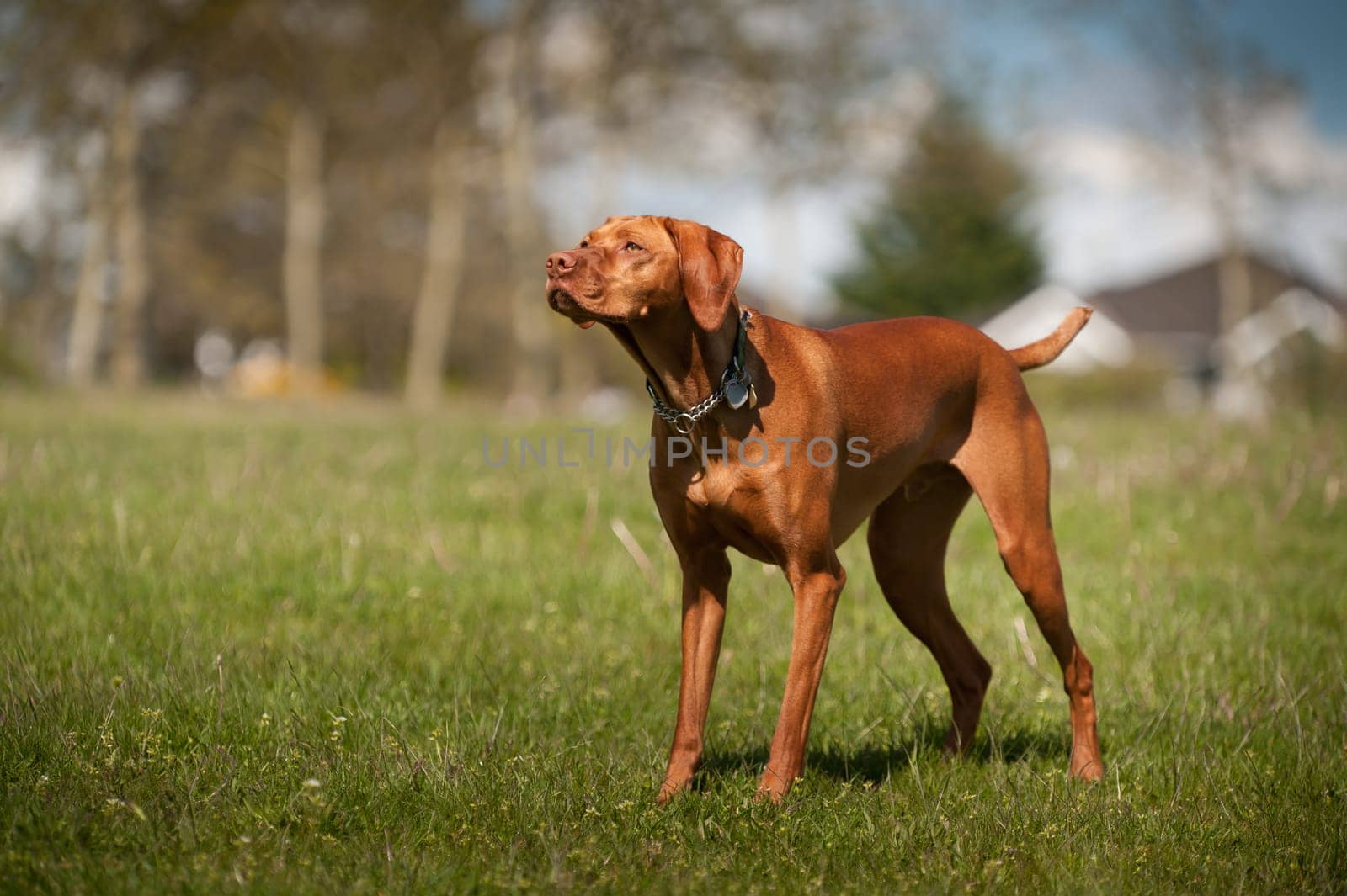 Vizsla stands at alert in a grass field in a park.