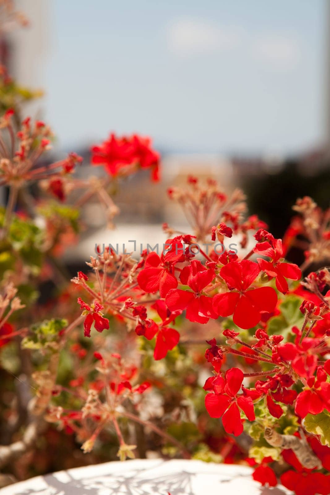 Close-up of geranium flowers in Thira, Santorini, Greece